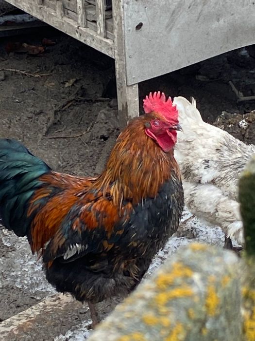 Продам молодых петухов