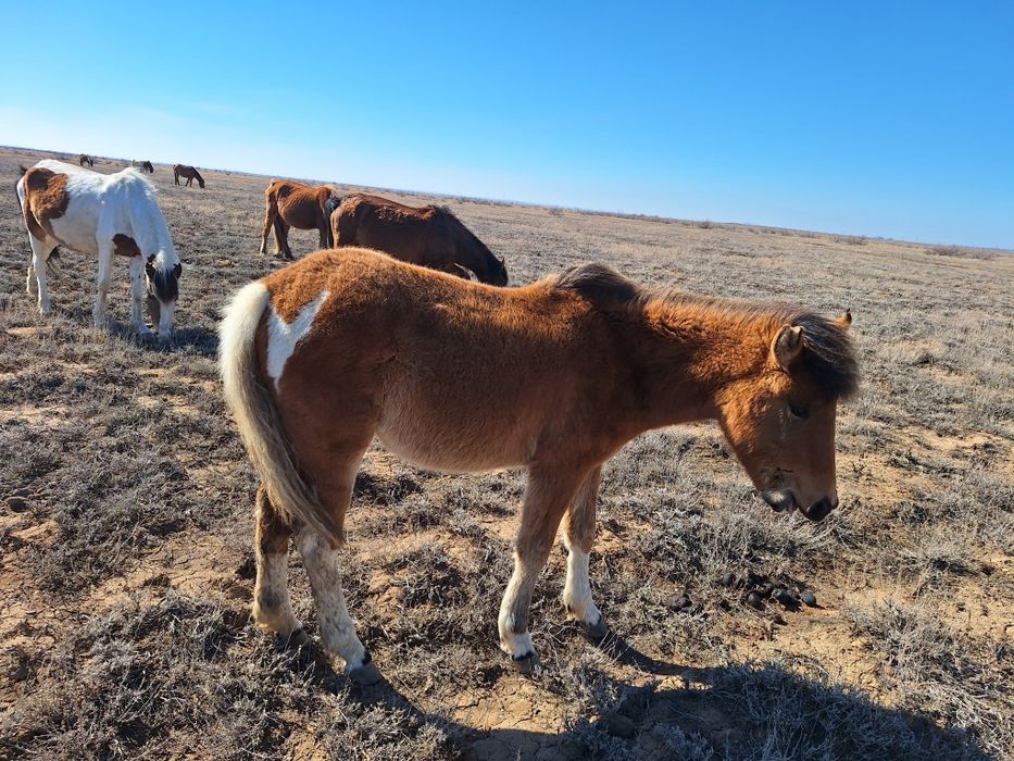 Бир уйир жылкы сатылады