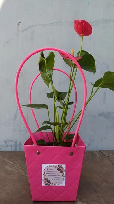 Хит Тойбастар/Бонбоньерки