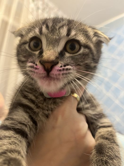 Отдам котенка в добрые руки