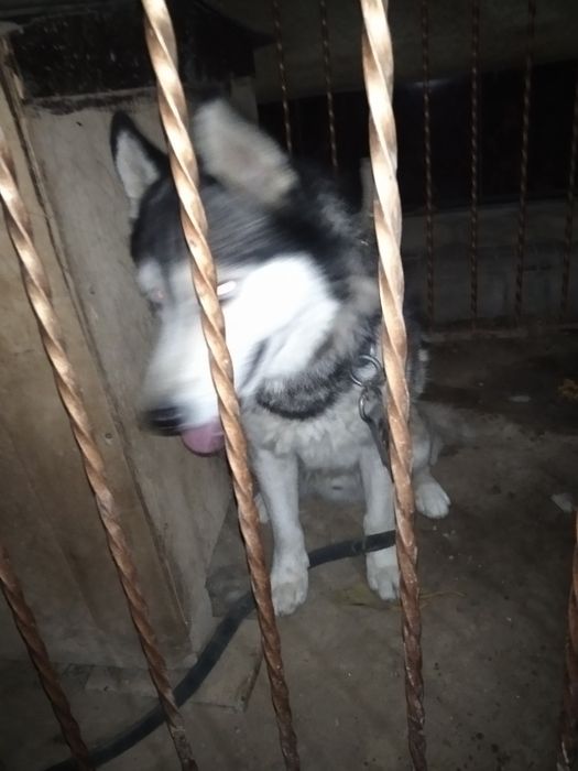 Xaski sotaman pul zaril