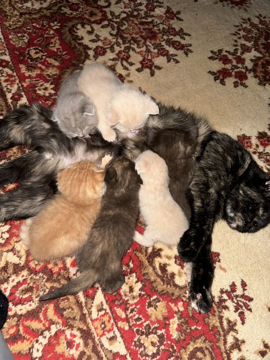 Продаются замечательные котята