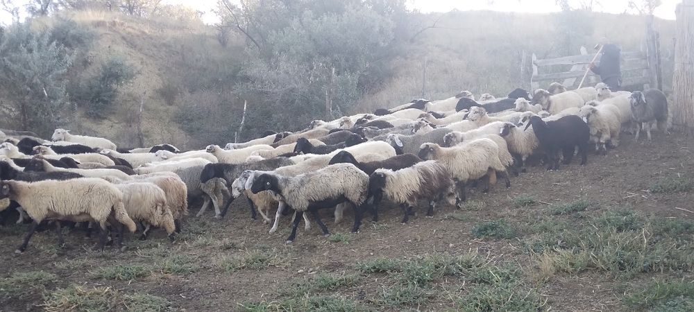 De vânzare oi turcane