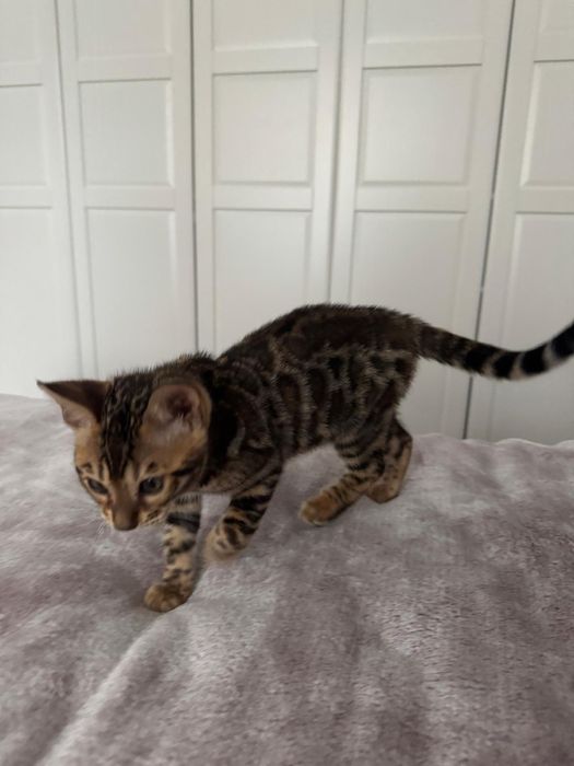 Pui Bengal pur – 10 săptămâni – Mascul