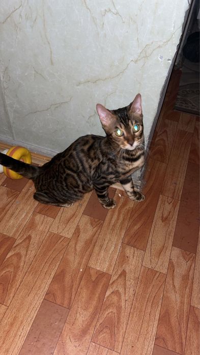 Продам бингальскую кошечку