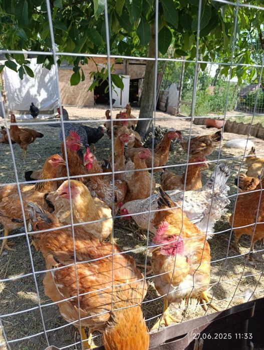 Vând rațe și cocoși