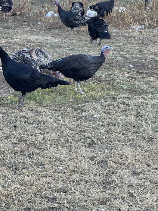 Kurka bor 10 ta tovuq