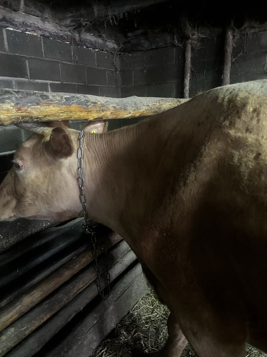 Тайша және сиыр