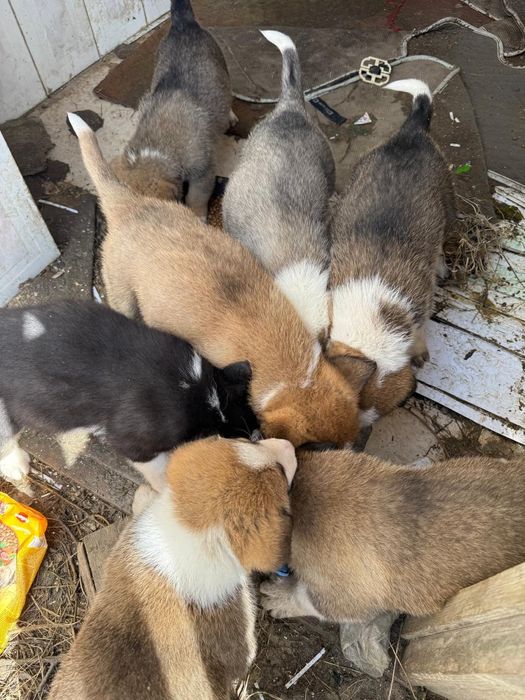 Отдам щенят в хорошие руки