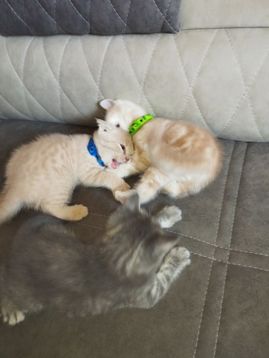 Чистокровный Шатланский скотиш страйт  от правильной вязки.