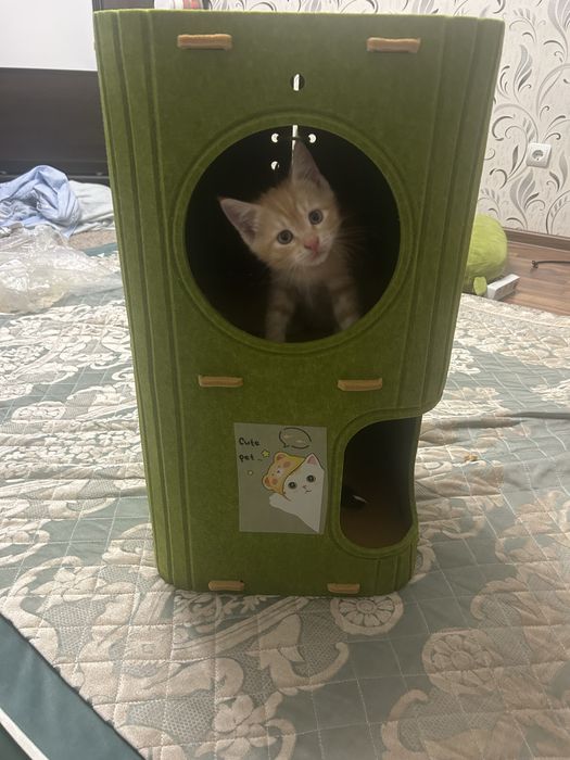 Отдам котенка мальчик