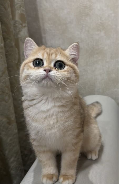 Kотята зoлотой шиншиллы