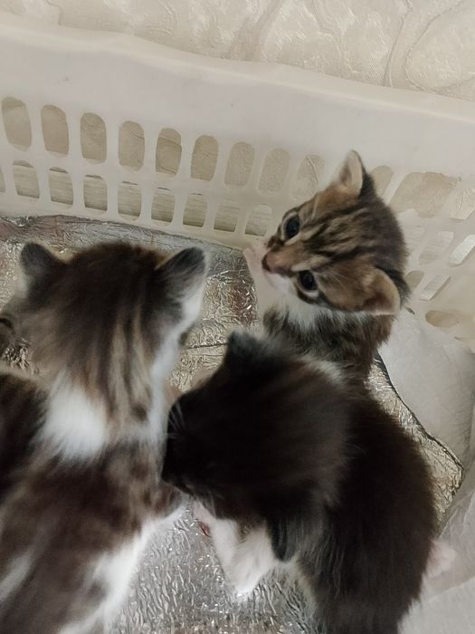 Котёнок мысык...
