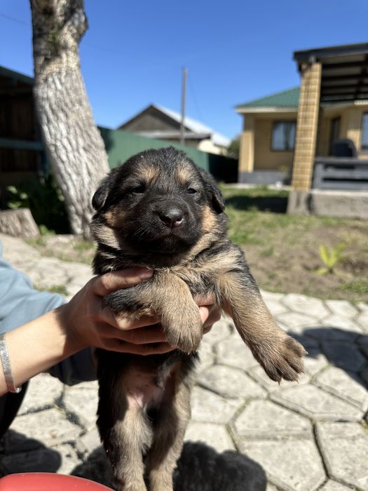Продам 2 девочек немецкой овчарки (суки)