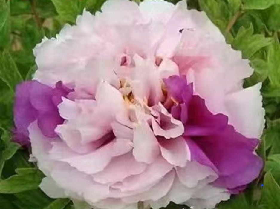 Цветы      цветы