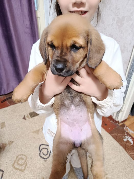 Девочка бигль не дорого