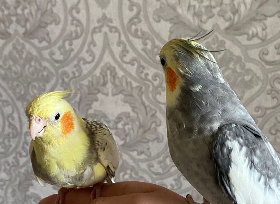 Попугай Карелла . Молодняк