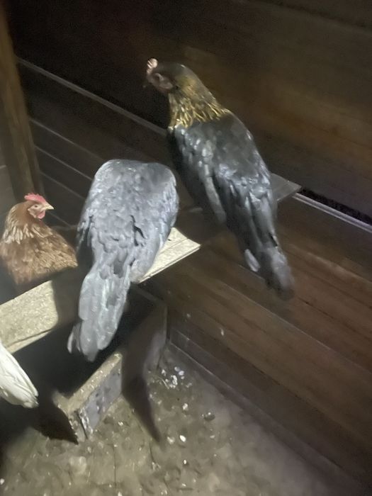 Феникс темный куры