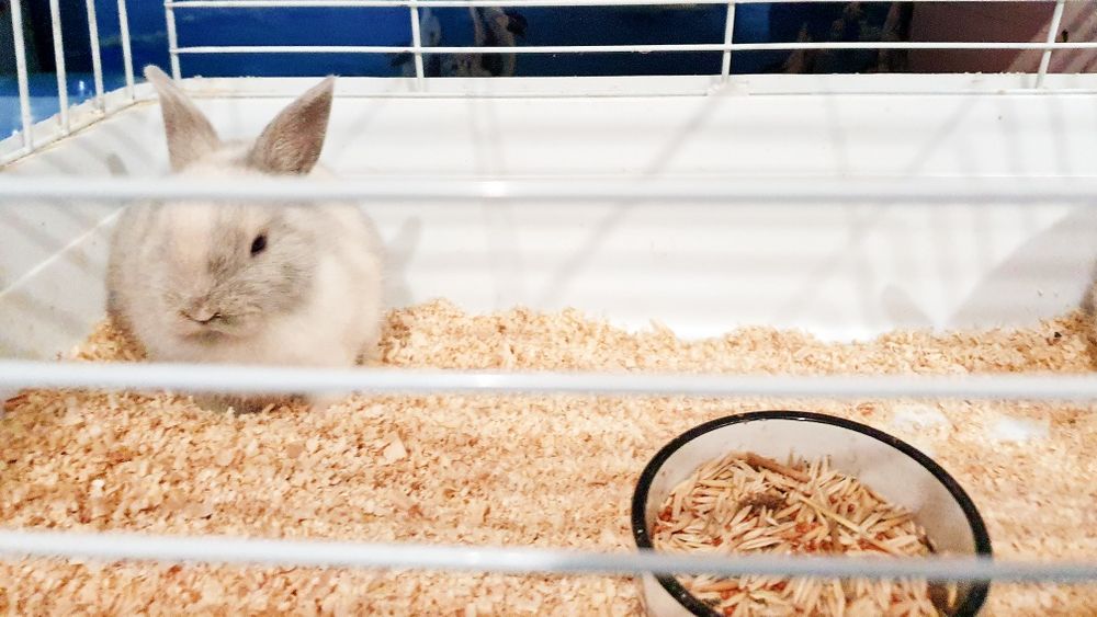 Декоративные кролики