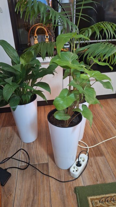 Офисные растения