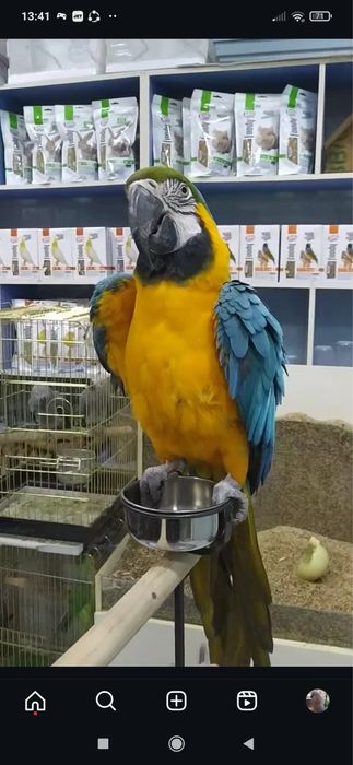 toti qushlar .xarxil turdagi qushlar   Jaku.Kakadu Ara