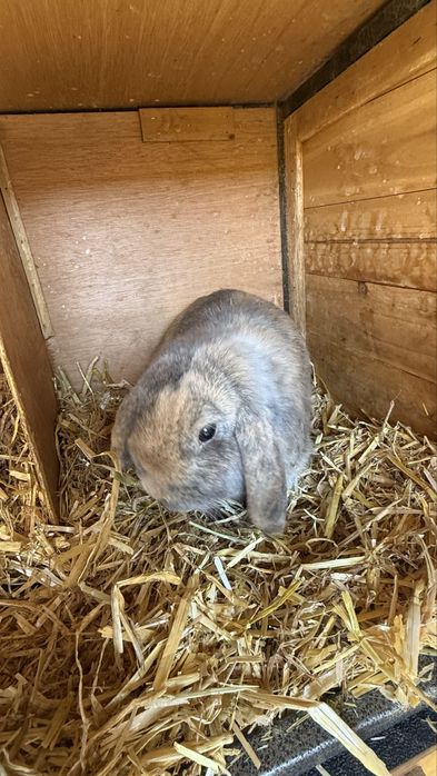 Vand iepuri Mini Lop