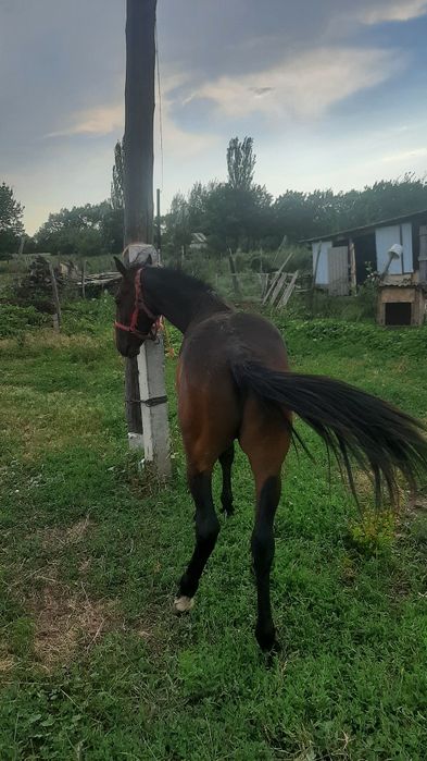 Тай, жеребчик, тай