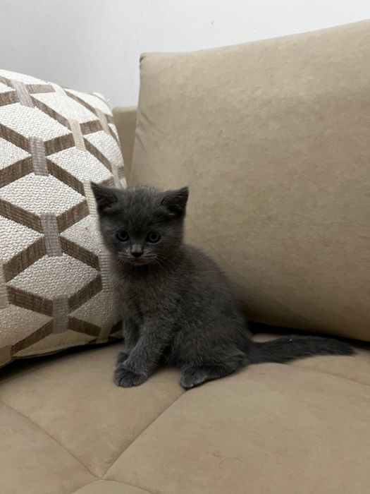 Котята скоттиш страйт, скоттиш фолд
