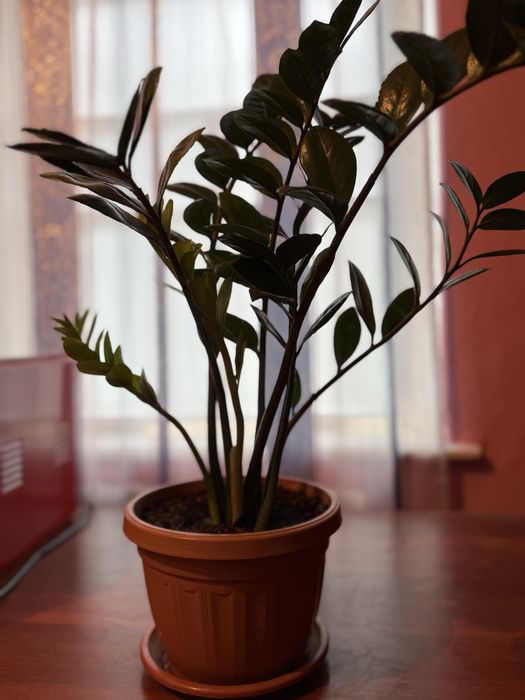 Продается Комнатные цветы