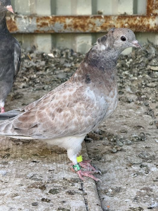 Чилкарь молодая. На продажу