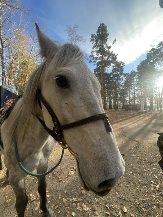 Продаю лошадь кострат бурабай