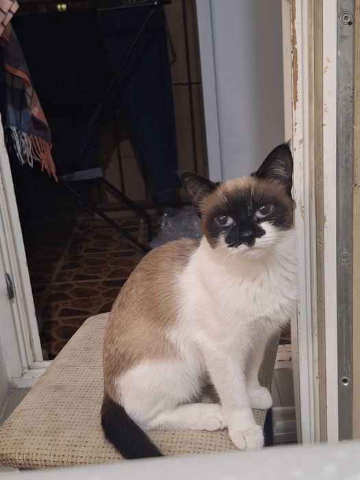 Отдаю кошку в добрые руки