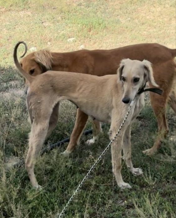 Тазы таза қан .3 жаста урғашы документі мен