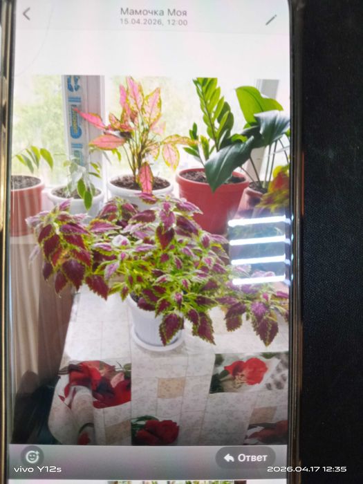 Комнатные цветы домашные