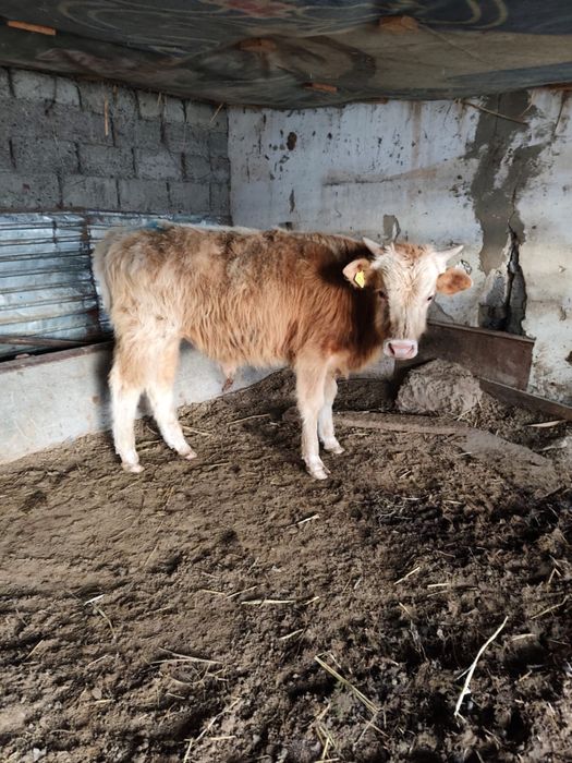 Продам бычков, породистых