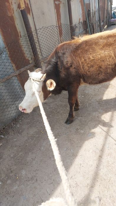 Сиыр бұқа бұзау.