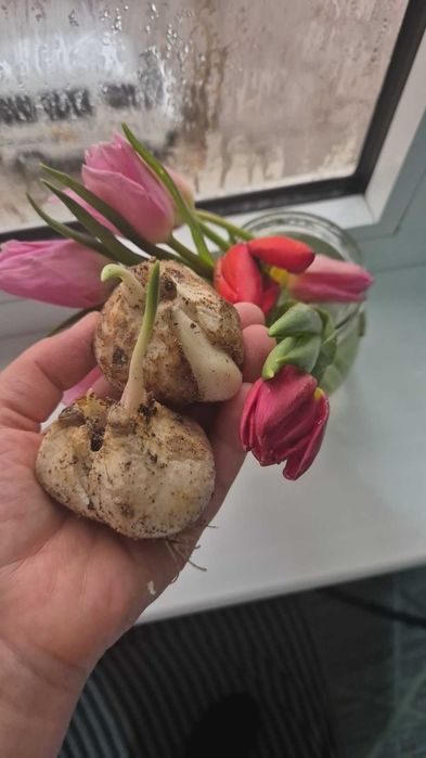 Продаётся луковицы тульпанов