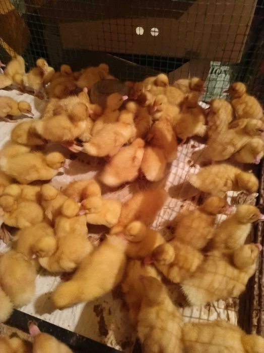 Продам двухдневных утят, гусят