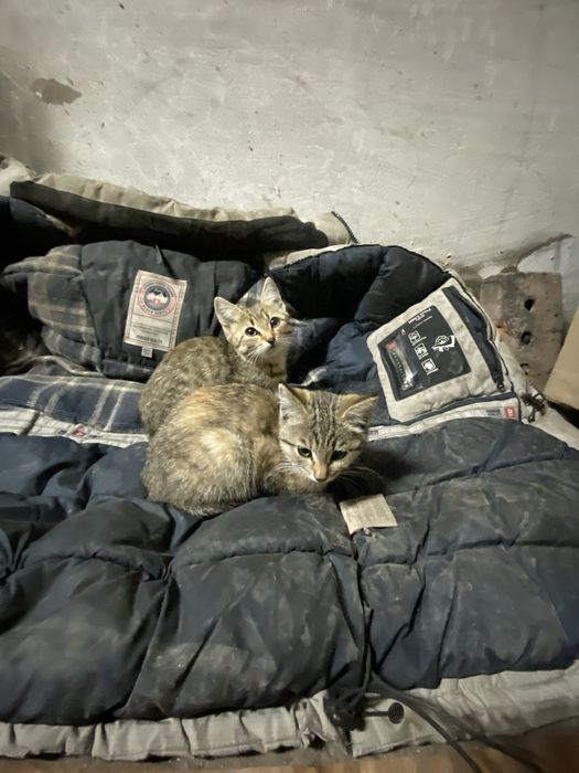 Срочно отдам котят