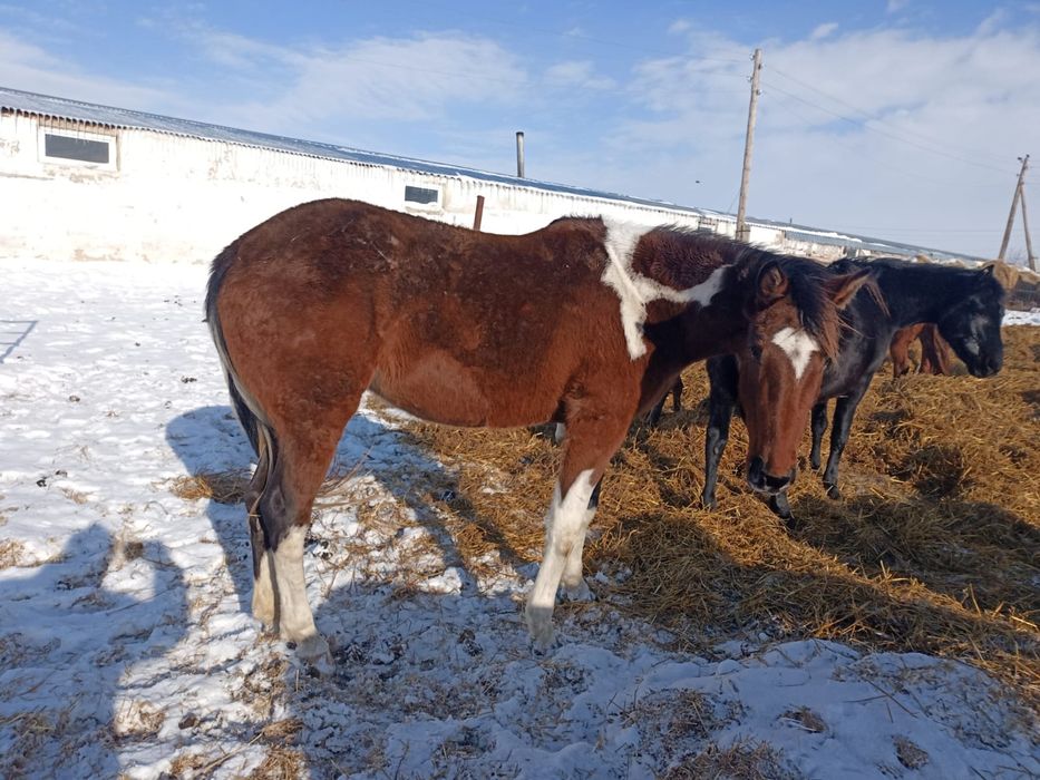 Продам лошадей (кобылы)