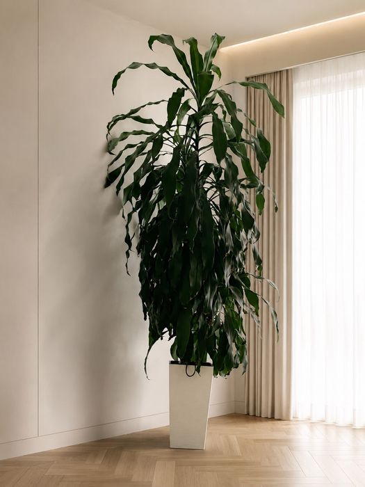 Dracena Fragrance