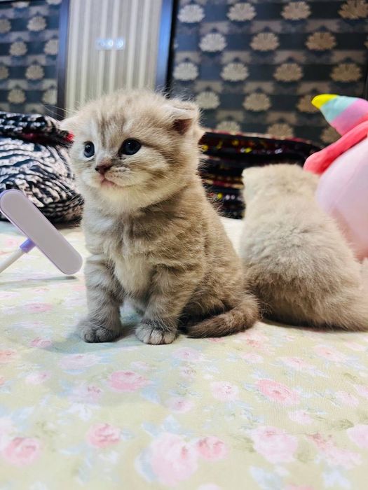 1 oylik Scottish Fold mushuk sotiladi