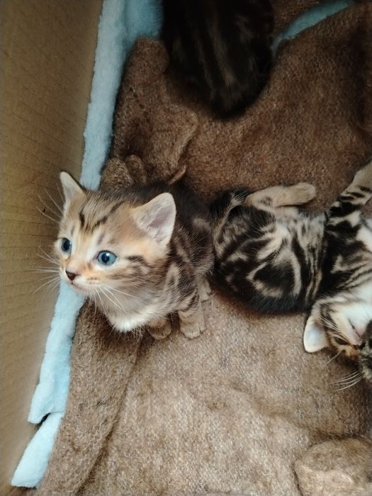 Сиамский котенок