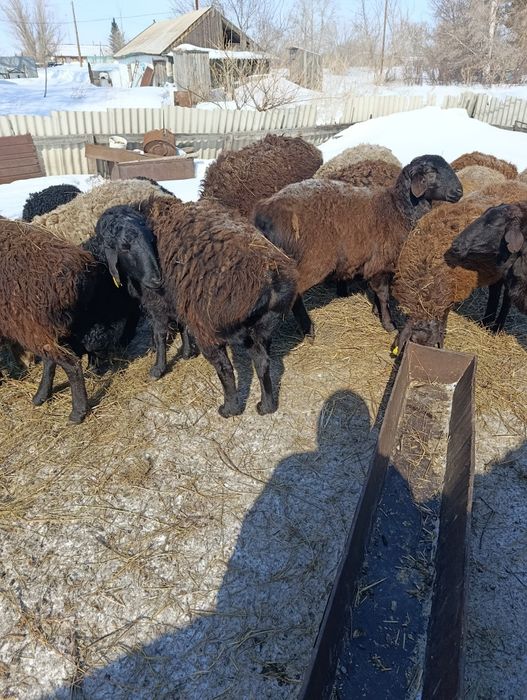 Продам овцематок!