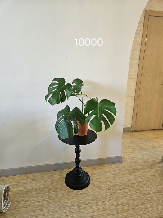 Продам комнатные цветы