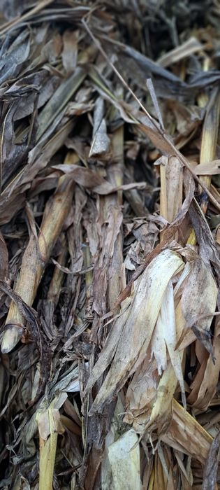 Strujeni de pe 1 hectar