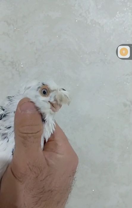 Продам голубей...