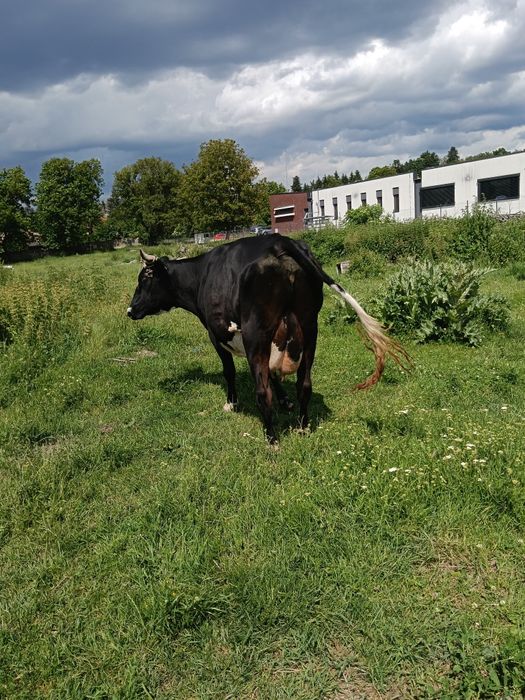 Vaca de vânzare !!!