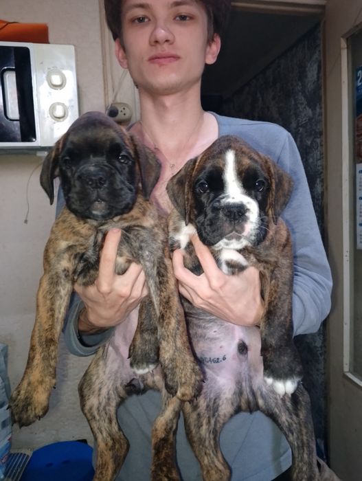 Продаются щенки немецкого боксёра