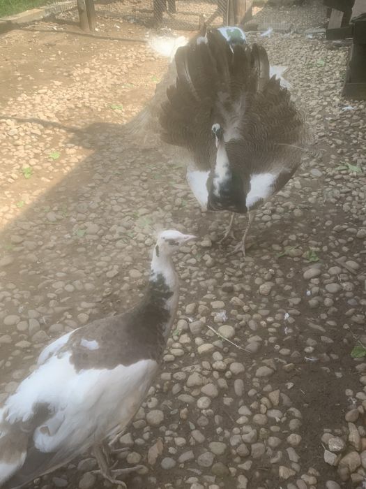 Продавам пауни  Арлекини и  Бели